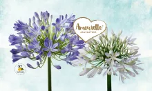 Agapanthus 'Amourette'