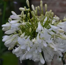 Agapanthus 'Artic Star'
