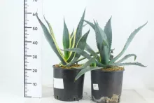 Agave americana 'Variegata'