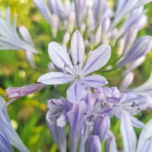 Agapanthus 'Crystal blue'