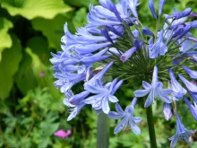 Agapanthus 'Dr Brouwer'