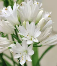 Agapanthus 'Double Diamond'