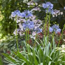 Agapanthus 'Eydori Blue'