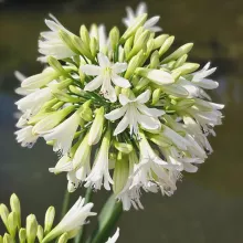 Agapanthus 'Emerald Ice'