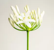 Agapanthus 'Eydori White'