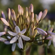 Agapanthus 'Margarita'