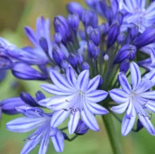 Agapanthus 'Marijke'