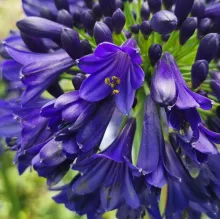 Agapanthus 'Midnight Sky'