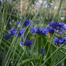 Agapanthus 'Navy Blue'