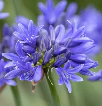 Agapanthus 'Pino'
