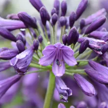Agapanthus 'Poppin Purple'