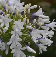 Agapanthus 'Queen Mum'