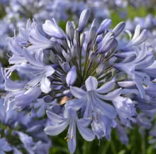 Agapanthus 'Rotterdam'