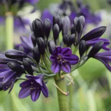 Agapanthus 'Royal Velvet'