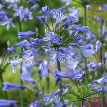Agapanthus 'Su Casa'