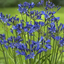 Agapanthus 'Summer Love Blue'
