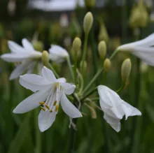 Agapanthus 'Summer Love White'