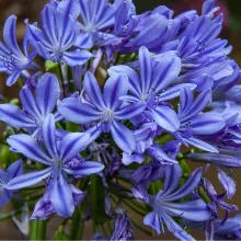 Agapanthus 'Sweet Surprise'