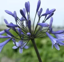 Agapanthus 'Sunfield'