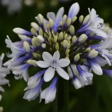 Agapanthus 'Twister'