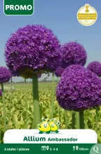 Allium 'Ambassador'
