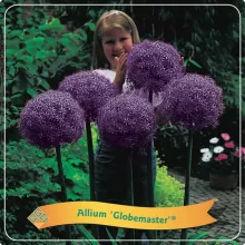 Allium 'Globemaster'®