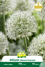 Allium 'Mount Everest'