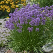 Allium 'Millennium'
