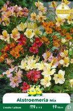 Alstroemeria Mix