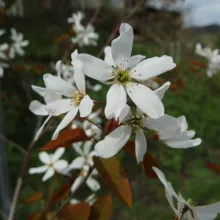 Amelanchier Laevis 'Snowflakes'