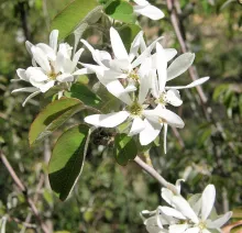 Amelanchier ovalis