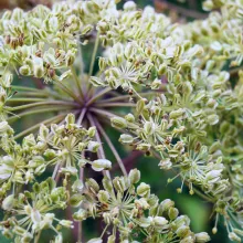 ENGELWORTEL Angelica archangelica