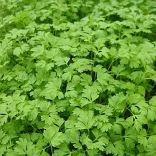 KERVEL Anthriscus cerefolium