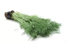 DILLE Anethum graveolens