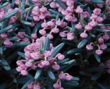 Andromeda polifolia 'Blue Ice'