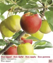 Appel DUO