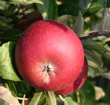 Appel 'INGRID MARIE'