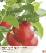 Appel 'PINOVA'