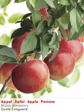 Appel 'ZOETE ERMGAARD'