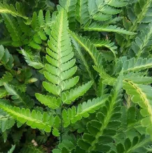 Arachnoidea aristata 'Variegata'