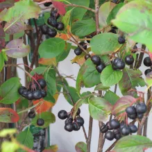 Aronia prunifolia 'Viking'