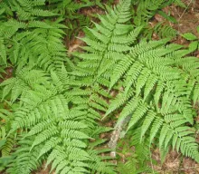 Athyrium filix-femina