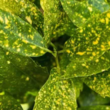 Aucuba jap. 'Crotonifolia'