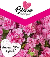 Azalea 'Bloom Champion'® Pink