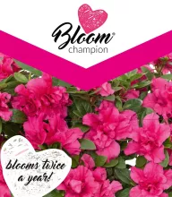 Azalea 'Bloom Champion'® Purple