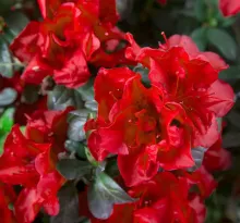 Azalea Encore® 'Autumn Fire'