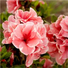 Azalea Encore® 'Sunburst'