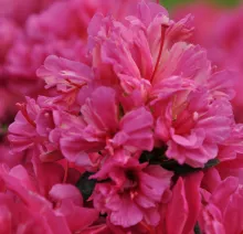Azalea Hortinno® 'Evergreen Lila'