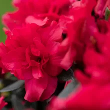 Azalea Hortinno® 'Evergreen Red'