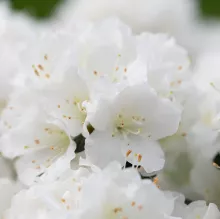 Azalea Hortinno® 'Evergreen White'